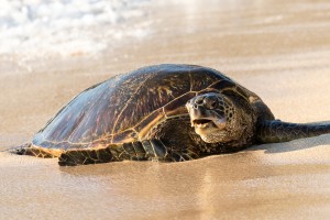 Green Sea Turtles on Hookipa Beach   Maui Hawaii 4211